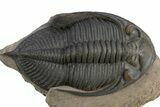 Gorgeous Zlichovaspis Trilobite - Orange Eyes #312784-2